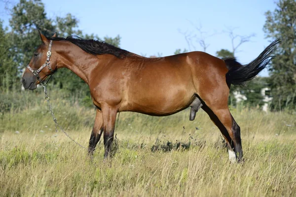 Hot Summer Day Horses Eating Grass Field Outskirts Big City — Foto de Stock