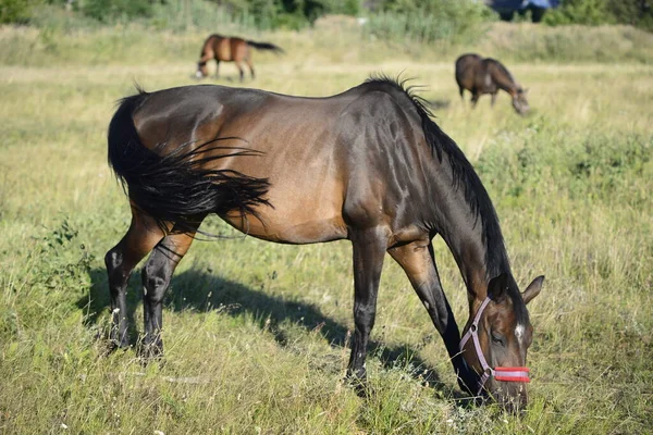 Hot Summer Day Horses Eating Grass Field Outskirts Big City — стоковое фото