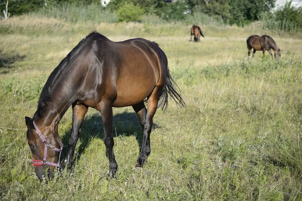 Hot Summer Day Horses Eating Grass Field Outskirts Big City — стоковое фото