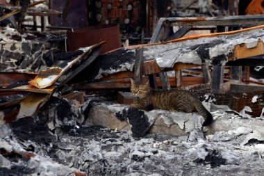 A cat that was left in a hurry by its owner on the ruins of his house by a Russian army missile. Abandoned cat.