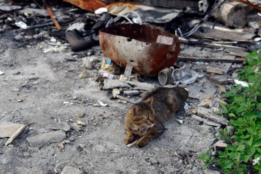 A cat that was left in a hurry by its owner on the ruins of his house by a Russian army missile. Abandoned cat.