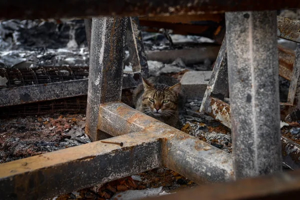 A cat that was left in a hurry by its owner on the ruins of his house by a Russian army missile. Abandoned cat.