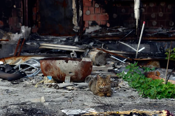 A cat that was left in a hurry by its owner on the ruins of his house by a Russian army missile. Abandoned cat.