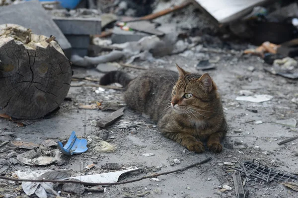 A cat that was left in a hurry by its owner on the ruins of his house by a Russian army missile. Abandoned cat.