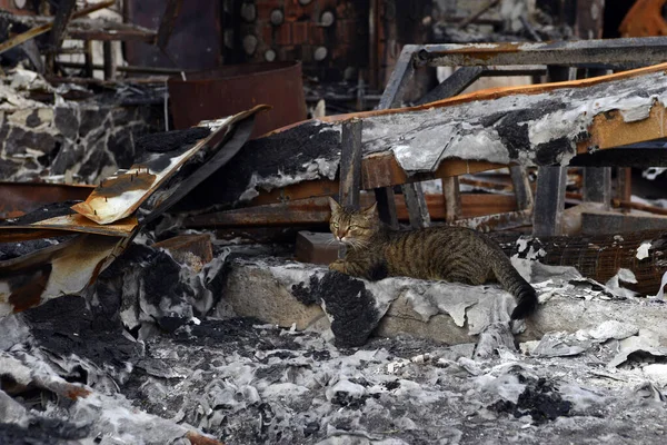 A cat that was left in a hurry by its owner on the ruins of his house by a Russian army missile. Abandoned cat.
