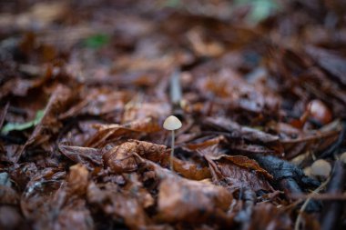 Botanik bahçesindeki sonbahar günlerinden biri. Yapraklar sarardı, tohumlar manolyada büyüdü ve kestaneler dökülen yaprakların arasında kaldı..