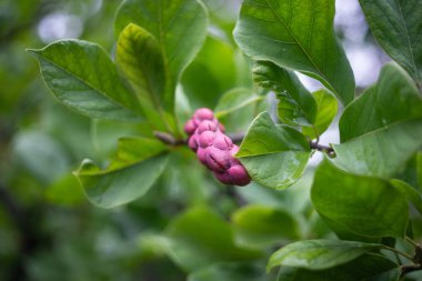 Botanik bahçesindeki sonbahar günlerinden biri. Yapraklar sarardı, tohumlar manolyada büyüdü ve kestaneler dökülen yaprakların arasında kaldı..