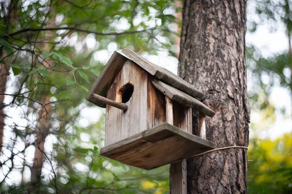 Höstens Dagar Botaniska Trädgården Bladen Har Blivit Gula Frön Har — Stockfoto