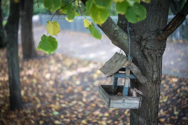 Een Herfstdag Het Park Bladeren Zijn Geel Geworden Gevallen Gerijpte — Stockfoto