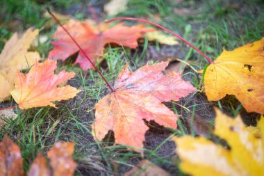 Parkta sonbahar. Yağmurdan sonra yeşil çimlerin üzerinde çok renkli yapraklar var..