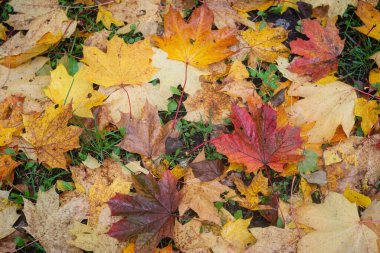 Parkta sonbahar. Yağmurdan sonra yeşil çimlerin üzerinde çok renkli yapraklar var..