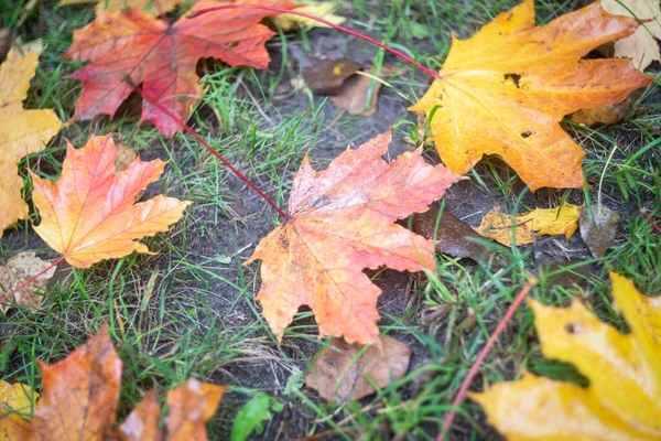 Hösten Parken Flerfärgade Blad Efter Regnet Ligger Det Gröna Gräset — Stockfoto