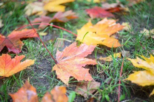 Herfst Het Park Veelkleurige Bladeren Regen Liggen Het Groene Gras — Stockfoto