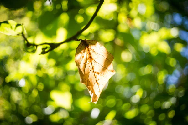 Una Giornata Autunnale Nel Parco Foglie Sono Diventate Gialle Cadute — Foto Stock