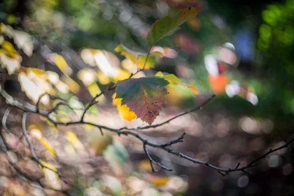 Una Giornata Autunnale Nel Parco Foglie Sono Diventate Gialle Cadute — Foto Stock