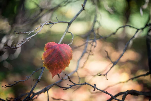 公園で秋の日 葉は黄色になって落ちています 樹上には熟した栗やクランベリーが見られます — ストック写真
