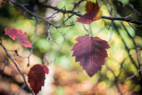 Μια Φθινοπωρινή Μέρα Στο Πάρκο Φύλλα Κιτρίνισαν Και Έπεσαν Ωριμμένα — Φωτογραφία Αρχείου