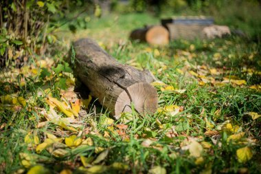 Parkta sonbahar günü. Ağaçlarda sarı yapraklar, güneşte güneşlenen kediler ve banklarda sarı yapraklar var..