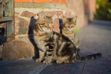 Parkta sonbahar günü. Ağaçlarda sarı yapraklar, güneşte güneşlenen kediler ve banklarda sarı yapraklar var..