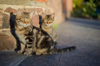 Parkta sonbahar günü. Ağaçlarda sarı yapraklar, güneşte güneşlenen kediler ve banklarda sarı yapraklar var..