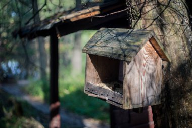 Parkta sonbahar günü. Ağaçlarda sarı yapraklar, güneşte güneşlenen kediler ve banklarda sarı yapraklar var..