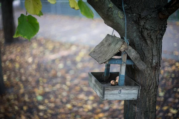 Kuş Yemliği Bir Sonbahar Ormanındaki Ağaçta Bir Kuş Besleyicisi Var — Stok fotoğraf