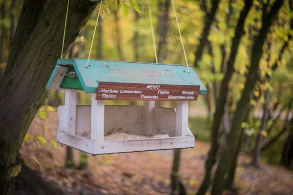 Giorno Autunno Nel Parco Sono Foglie Gialle Sugli Alberi Gatti — Foto Stock