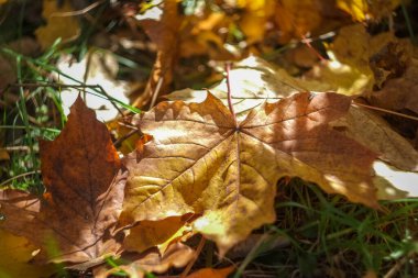 Parkta bir sonbahar günü. Ağaçlarda sarı, kırmızı ve kahverengi yapraklar var. Yapraklar yerde yatıyor..