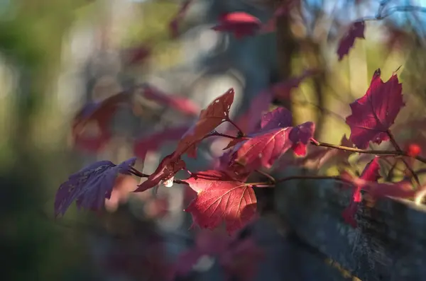 Una Giornata Autunnale Nel Parco Sono Foglie Gialle Rosse Marroni — Foto Stock