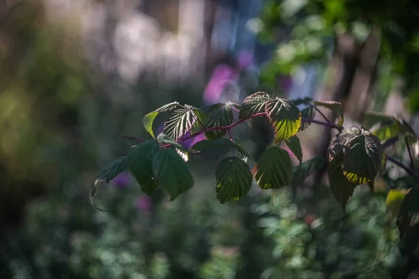 Día Otoño Parque Hay Hojas Amarillas Rojas Marrones Los Árboles — Foto de Stock