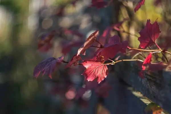 Una Giornata Autunnale Nel Parco Sono Foglie Gialle Rosse Marroni — Foto Stock