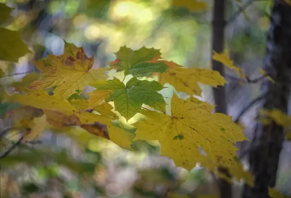 Una Giornata Autunnale Nel Parco Sono Foglie Gialle Rosse Marroni — Foto Stock