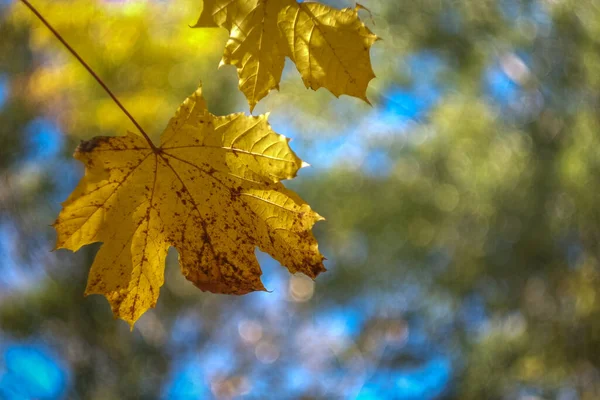 Het Herfst Het Park Zijn Gele Rode Bruine Bladeren Bomen — Stockfoto