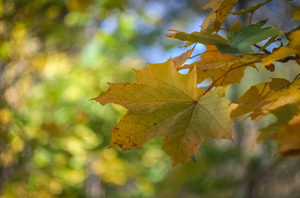 Het Herfst Het Park Zijn Gele Rode Bruine Bladeren Bomen — Stockfoto