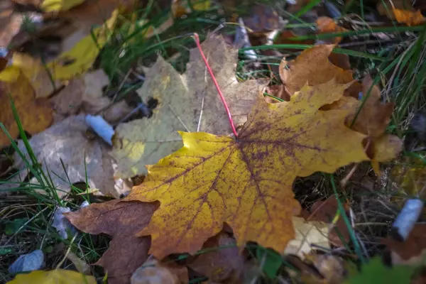 Het Herfst Het Park Zijn Gele Rode Bruine Bladeren Bomen — Stockfoto