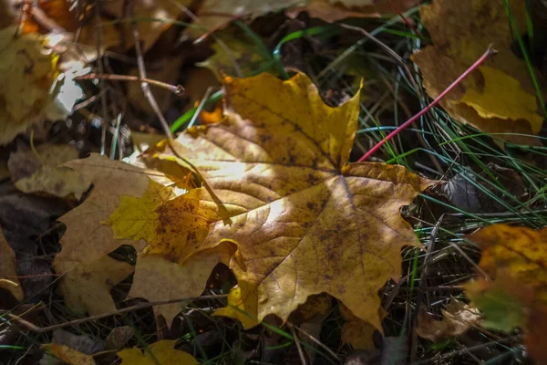 这是公园里的一个秋日 树上有黄色 红色和褐色的叶子 树叶躺在地上 — 图库照片