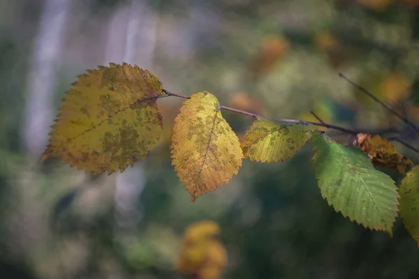 공원의 날입니다 나무에는 노란색 빨간색 갈색의 잎들이 떨어져 — 스톡 사진