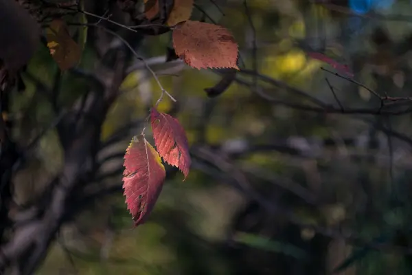 Autumn Day Park Yellow Red Brown Leaves Trees Leaves Lying — Stock Photo, Image