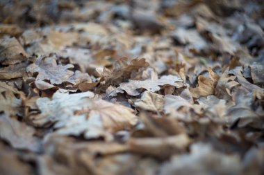 Parkta bir sonbahar günü. Ağaçlarda sarı, kırmızı ve kahverengi yapraklar var. Yapraklar yerde yatıyor..