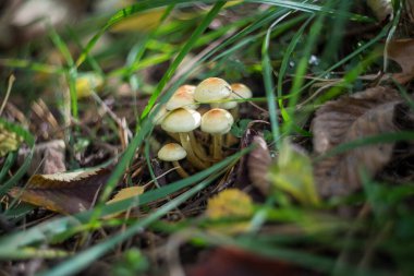 Parkta bir sonbahar günü. Ağaçlarda sarı, kırmızı ve kahverengi yapraklar var. Yapraklar yerde yatıyor..