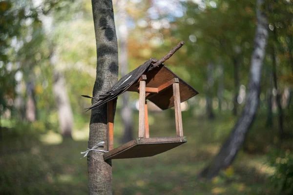 Alimentador Pássaros Alimentador Pássaros Uma Árvore Uma Floresta Outono — Fotografia de Stock