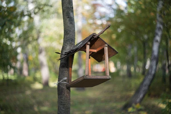 Kuş Yemliği Bir Sonbahar Ormanındaki Ağaçta Bir Kuş Besleyicisi Var — Stok fotoğraf