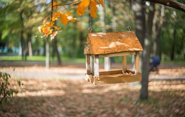 Vogelvoeder Een Vogel Voeder Een Boom Een Herfst Woud — Stockfoto