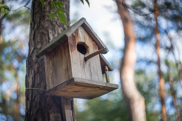 Alimentatore Uccelli Una Mangiatoia Uccelli Albero Una Foresta Autunnale — Foto Stock