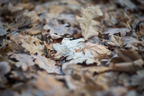 Het Herfst Het Park Zijn Gele Rode Bruine Bladeren Bomen — Stockfoto