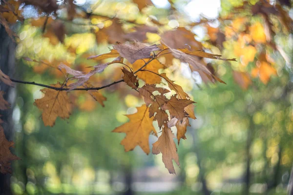 Una Giornata Autunnale Nel Parco Sono Foglie Gialle Rosse Marroni — Foto Stock