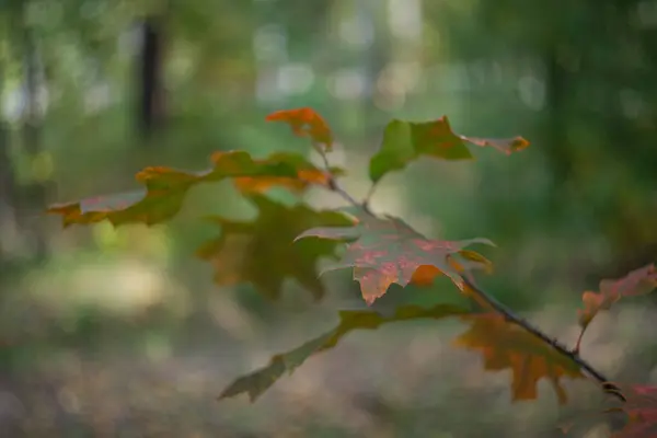 Het Herfst Het Park Zijn Gele Rode Bruine Bladeren Bomen — Stockfoto