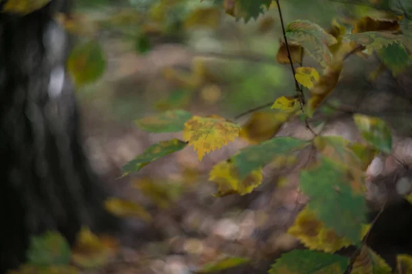 Het Herfst Het Park Zijn Gele Rode Bruine Bladeren Bomen — Stockfoto