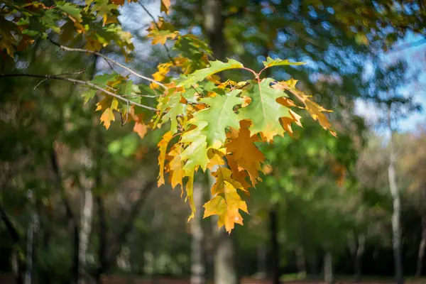 Ist Ein Herbsttag Park Den Bäumen Hängen Gelbe Rote Und — Stockfoto