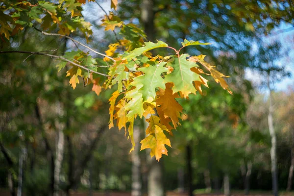 Dia Outono Parque Folhas Amarelas Vermelhas Marrons Nas Árvores Folhas — Fotografia de Stock